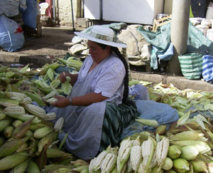 venta de maiz